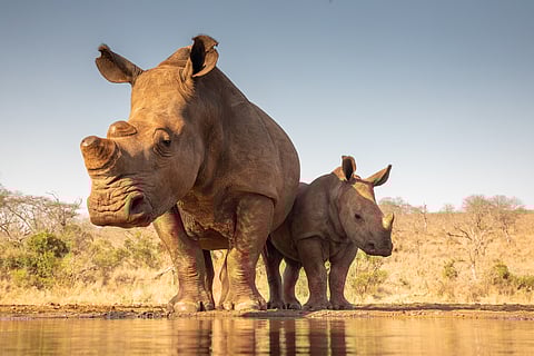To burn or to sell? Africa is divided over its growing mountain of rhino horns