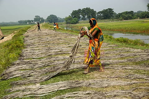 Jute, an important pillar of Seemanchal’s economy