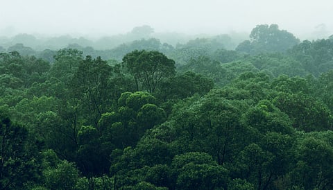 The climate case for planting trees has been overhyped — but it’s not too late to fix it