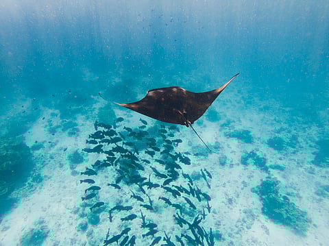 Countries move closer to new global ocean treaty at UN meeting