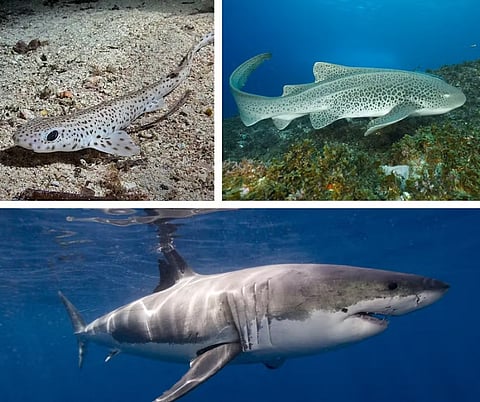 Sharks now roam the open ocean. But for 200 million years, they only lived near the sea floor