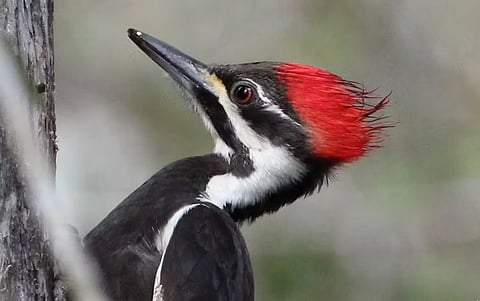 The surprising recovery of once-rare birds