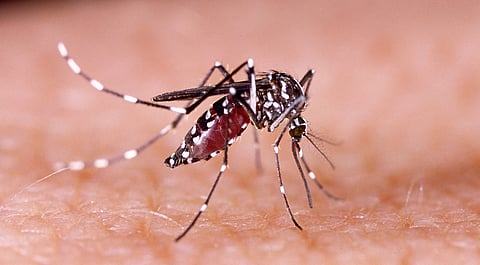 Climate change-induced dengue resulted in 4.6 million additional cases annually