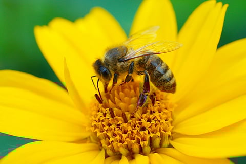 Deadlier than varroa, a new honey-bee parasite is spreading around the world