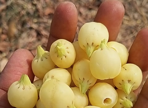 My Food Story: An indigenous way to ward off the cold