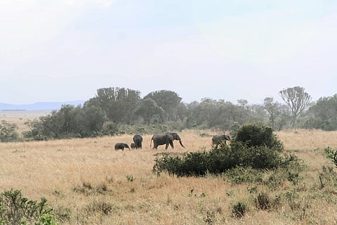 Poaching of African elephants for ivory led to collapse in slow growing ebony forests