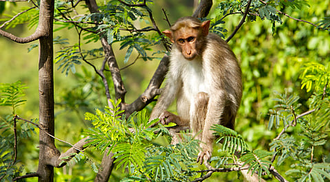 Kerala’s Draft Wildlife Bill is a dangerous shortcut with far-reaching consequences