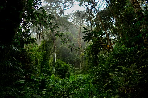 Brazil’s TFFF: Upcoming COP30 finance mechanism bets on markets to fund forest conservation