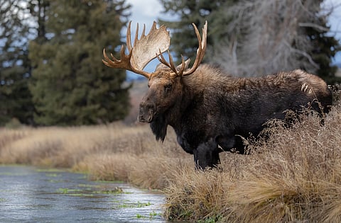 Parasitic worms bury themselves in the brains of moose and elk — a new test can help diagnose these animals to prevent disease spread