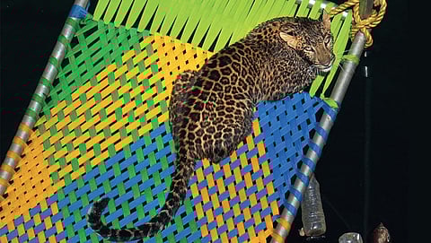 Approval of Maharashtra or Gujarat's leopard sterilisation proposals