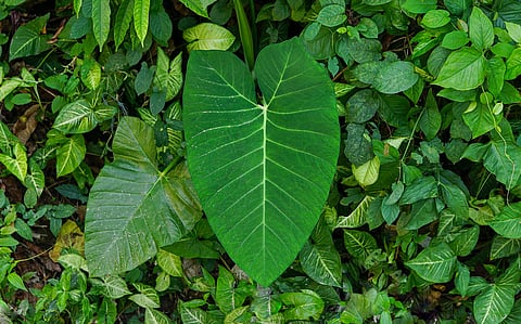 My Food Story: Of fritters steamed in giant taro leaves and muddy rice paddies