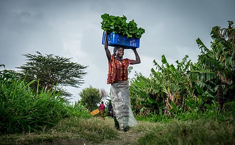 State of Africa’s Environment 2025: Climate change will cast a long shadow on food security in the continent
