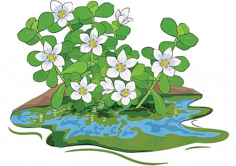 Gobar Times: Algae revolutionises irrigation