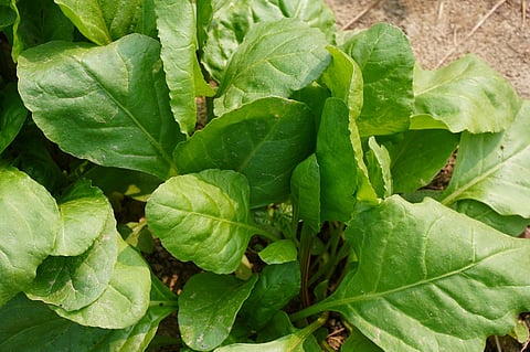 My Food Story: Keerai Masiyal is a meal for strength and good health
