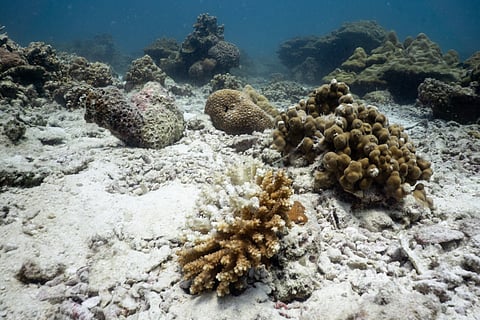 Rising acidity threatens marine organisms such as corals, molluscs and key plankton species that build calcium carbonate shells or skeletons.
