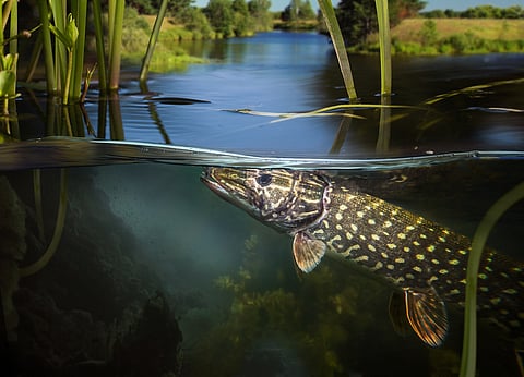 Rivers are heating up faster than the air — that’s a problem for aquatic life and people