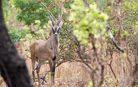 Cameroon’s national park sees wildlife resurgence — but human pressures threaten fragile gains