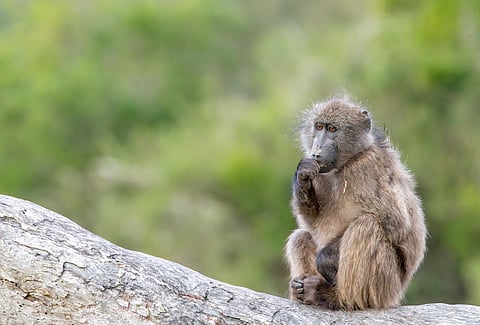 Mushrooms may have been part of early human diets: Primate study explores who eats what and when
