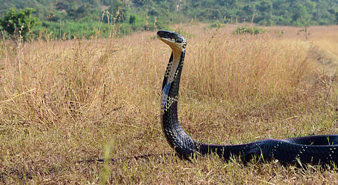 NCRB Report 2023: Deaths and injuries due to animal attacks and bites increased slightly in India