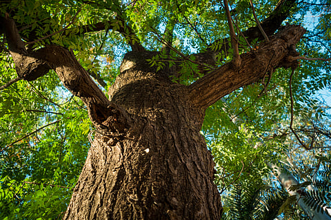 Green isn’t always clean: Rethinking urban tree plantation for cleaner air