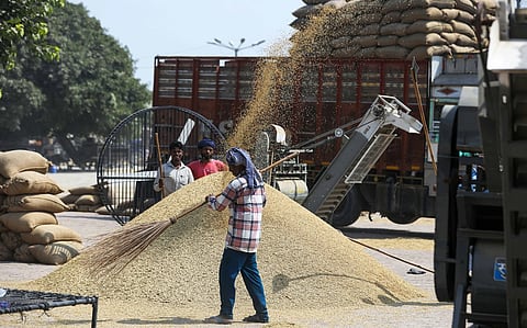 Despair after deluge: Punjab’s famed Basmati not finding many takers after 2025 floods