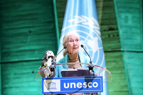 ‘Jane Goodall was ahead of her time’: Indian primatologists pay tribute as legendary counterpart passes into eternity