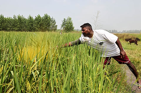 Despair after deluge: 2025 Punjab floods cause Rs 7,500 crore paddy loss, false smut disease reported