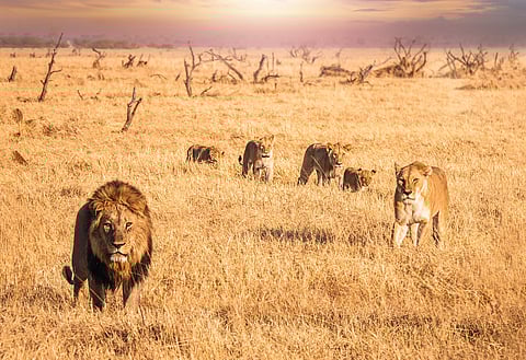 Status quo over lion decline across Africa can no longer be tolerated, expert writes in new book