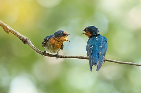 Birds all over the world use the same sound to warn of threats