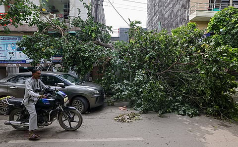 A mighty tree falls