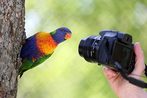 The remarkable rise of eBird — the world’s biggest citizen science project