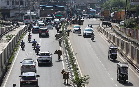 Stray cattle and the city