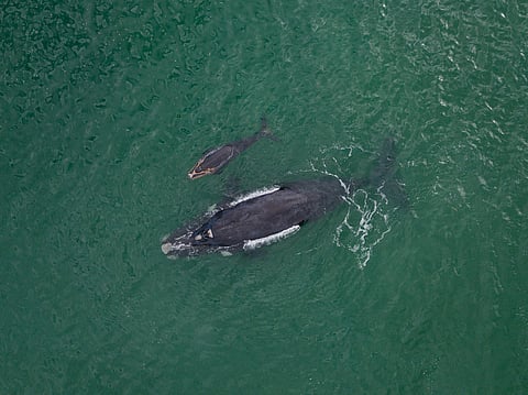Southern right whales are having fewer calves: What this says about ocean health