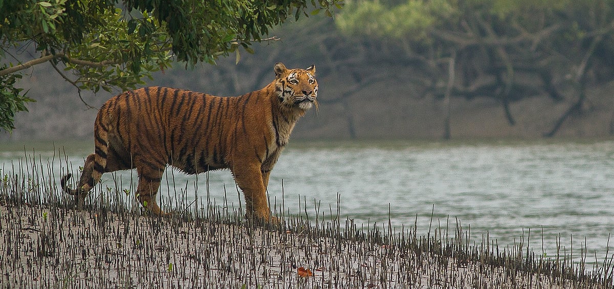 Climate change, diseases threaten Sundarbans National Park, latest IUCN World Heritage Outlook reveals