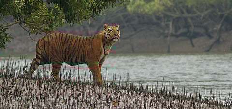 Climate change, diseases threaten Sundarbans National Park, latest IUCN World Heritage Outlook reveals
