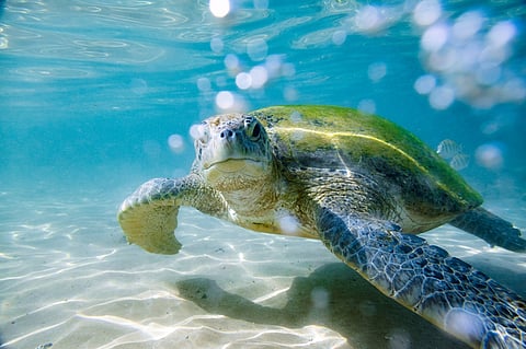 Global green sea turtle population has increased by 28 per cent since 1970s: IUCN