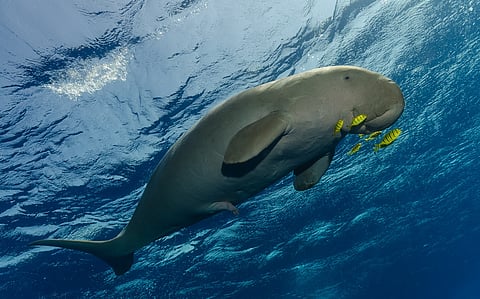Long-term survival of dugongs in Gulf of Kutch and Andamans ‘uncertain’, ‘challenging’: IUCN