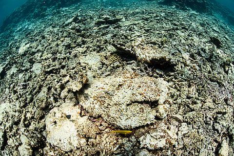Earth’s ‘New Reality’ as first climate tipping point is crossed