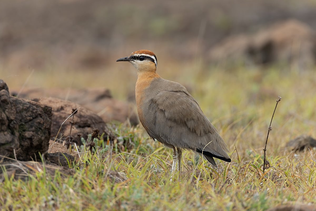 India’s open natural ecosystems are increasingly threatened, IUCN Redlist update shows