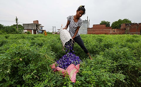 Herbal survival in rural Kanpur