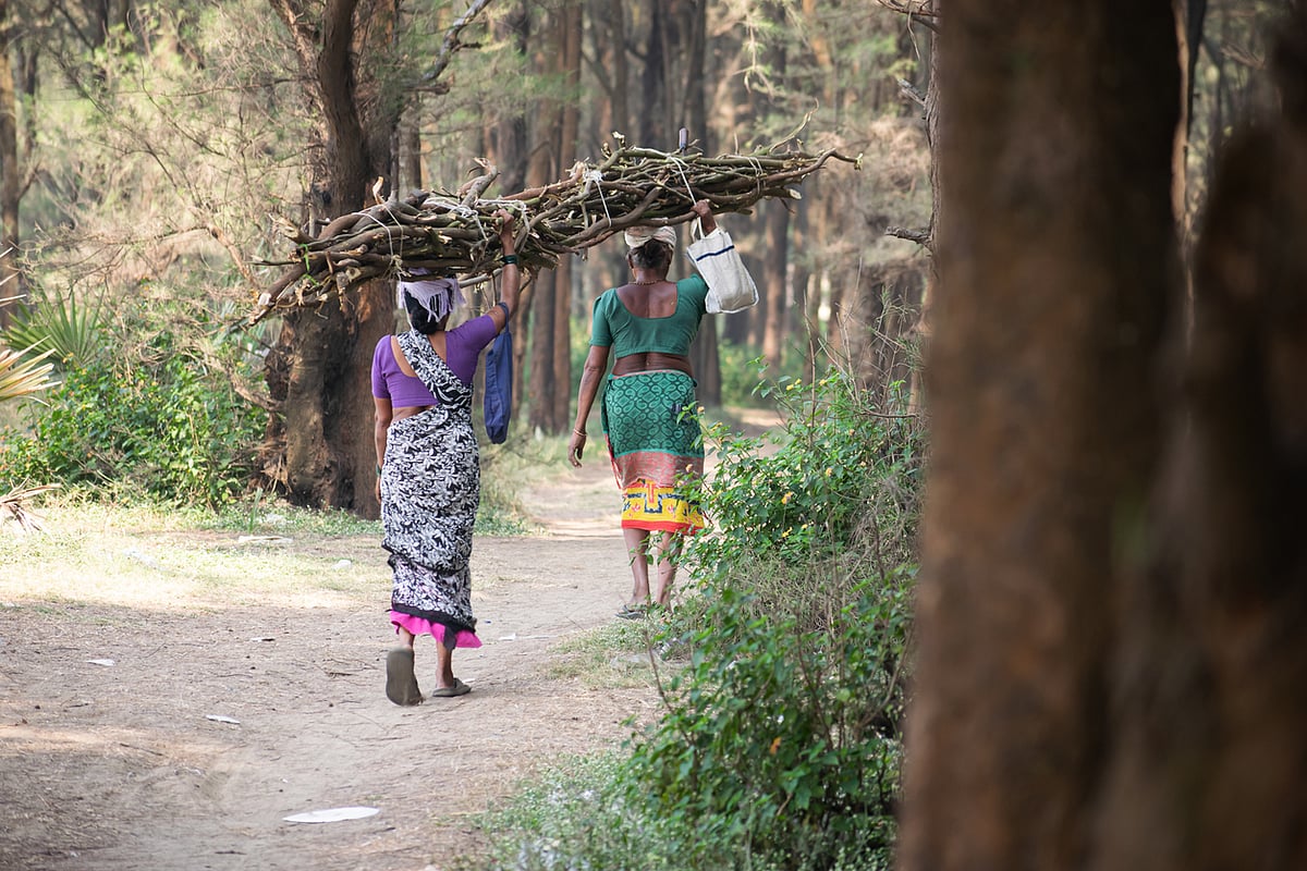 Chhattisgarh Court Ruling: Hasdeo Forest Rights Revoked, Tribals at Risk