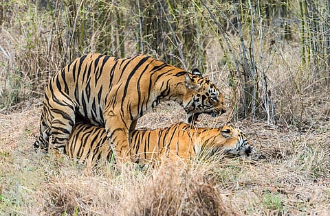 Book Excerpt: Valmik Thapar on tiger sex