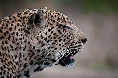 There are now just 354 leopards across the whole of West Africa. Even they too could soon vanish