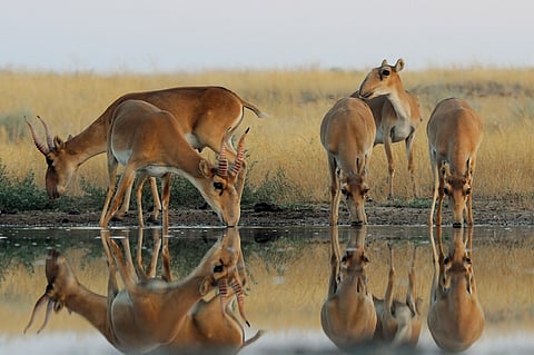 Central Asia comes together to protect 17 shared species like Saiga, Bukhara Deer and several others
