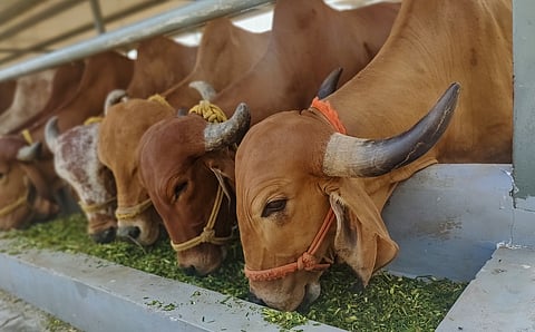 India needs a Green Fodder Revolution