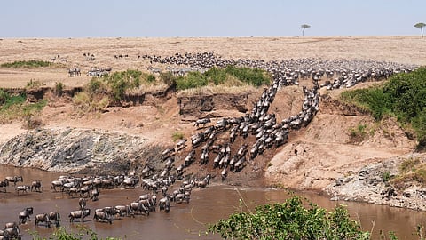 The great wildebeest migration, seen from space: Satellites and AI are helping count Africa’s wildlife
