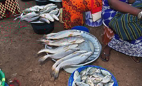 Fish is good food and demand outstrips supply in Kenya: how to produce more and get it to market safely
