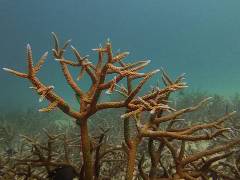2 iconic coral species are now functionally extinct off Florida, study finds — we witnessed the reef’s bleaching and devastation