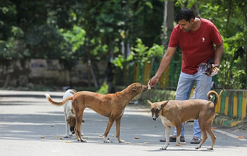 Delhi identifies 292 locations for feeding stray dogs in 80 wards