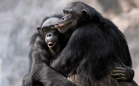 New discovery reveals chimpanzees in Uganda use flying insects to tend their wounds